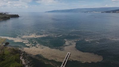  Marmara Denizi ve özellikle Gemlik Körfezi'nde son yılların kabusu haline