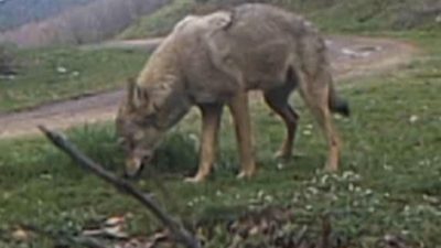 Bursa’nın Orhangazi ilçesinde dağlık bölgelerde yaşayan yabani hayvanlar, hayvancılık yapan