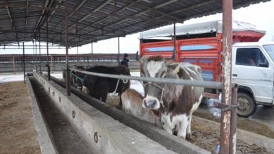 Bursa’nın Yenişehir ilçesinde bulunan Hayvan Pazarı, yaklaşan kurban bayramı öncesinde