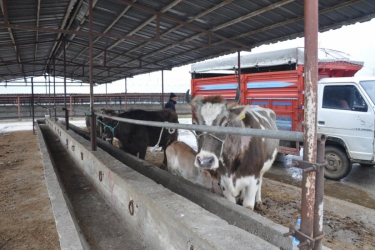 Bursa’nın Yenişehir ilçesinde bulunan Hayvan Pazarı, yaklaşan kurban bayramı öncesinde