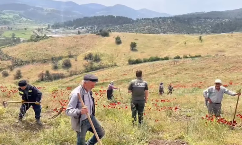 Bursa'nın Büyükorhan ilçesinde ormanlık alanda geçtiğimiz yaz çıkan orman yangınında