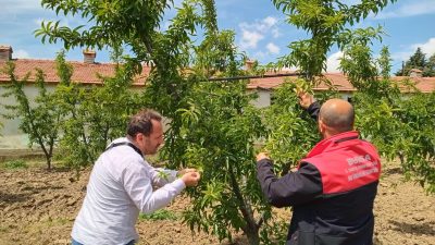 Geçtiğimiz ay Bursa'da yaşanan don afetinin ardından İl Tarım ve