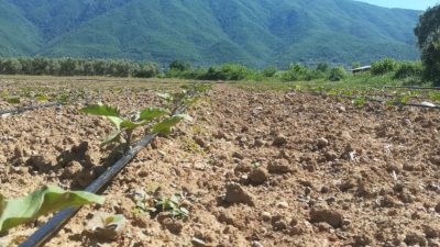 Orhangazi İlçe Tarım ve Orman Müdürlüğü, 2025 yılı Çiftçi Kayıt