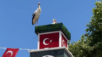 Bursa’nın İznik ilçesinde geçtiğimiz günlerde yuva yapmak için ilçenin merkezine
