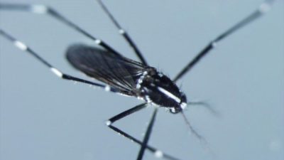 Türkiye'de Karadeniz kıyılarındaki şehirlerin ardından iç kesimlerde de rastlanılan Asya