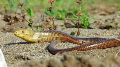 Sıcak yaz günlerinin gelmesiyle birlikte doğada daha sık karşılaştığımız canlılardan