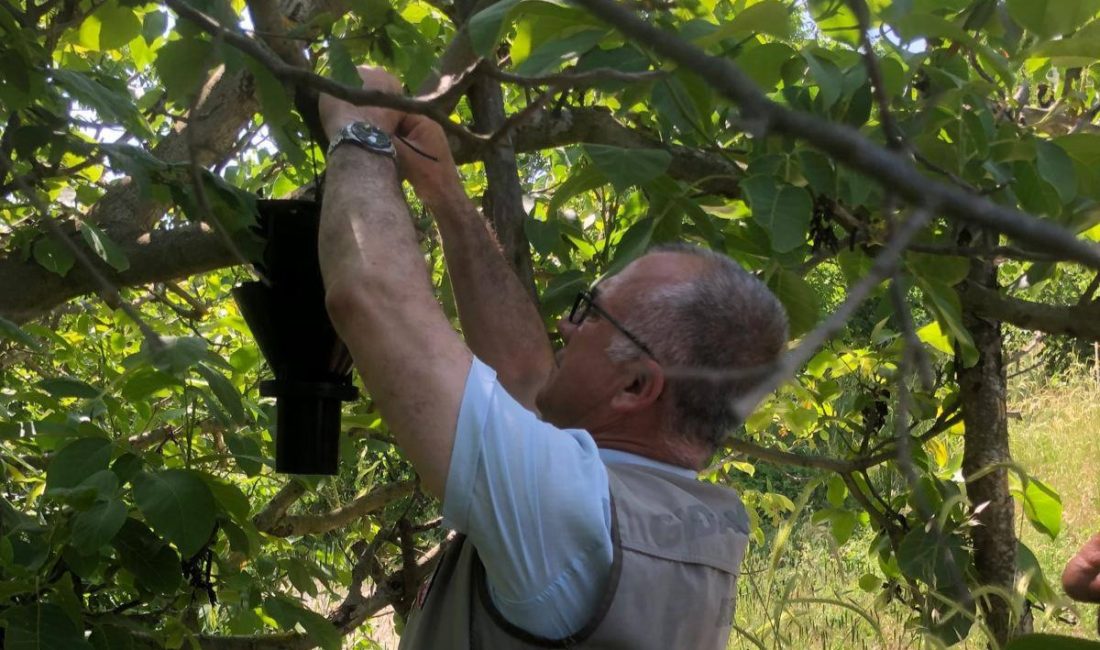 Bursa'nın önemli fındık üretim merkezlerinden Orhangazi'ye bağlı Bayırköy Mahallesi'nde, yaklaşan