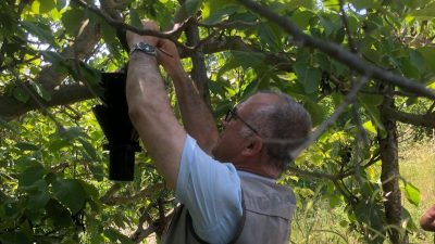 Bursa'nın önemli fındık üretim merkezlerinden Orhangazi'ye bağlı Bayırköy Mahallesi'nde, yaklaşan