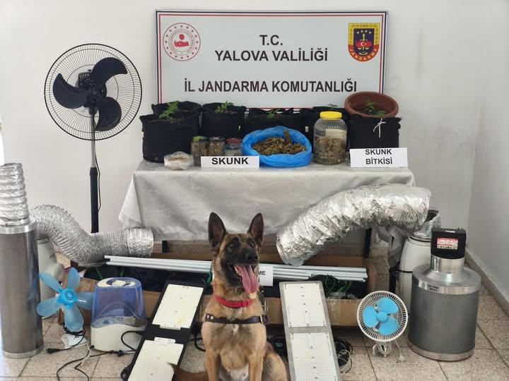 Yalova İl Jandarma Komutanlığınca, düzenlenen uyuşturucu operasyonunda O.D. adlı şüphelinin
