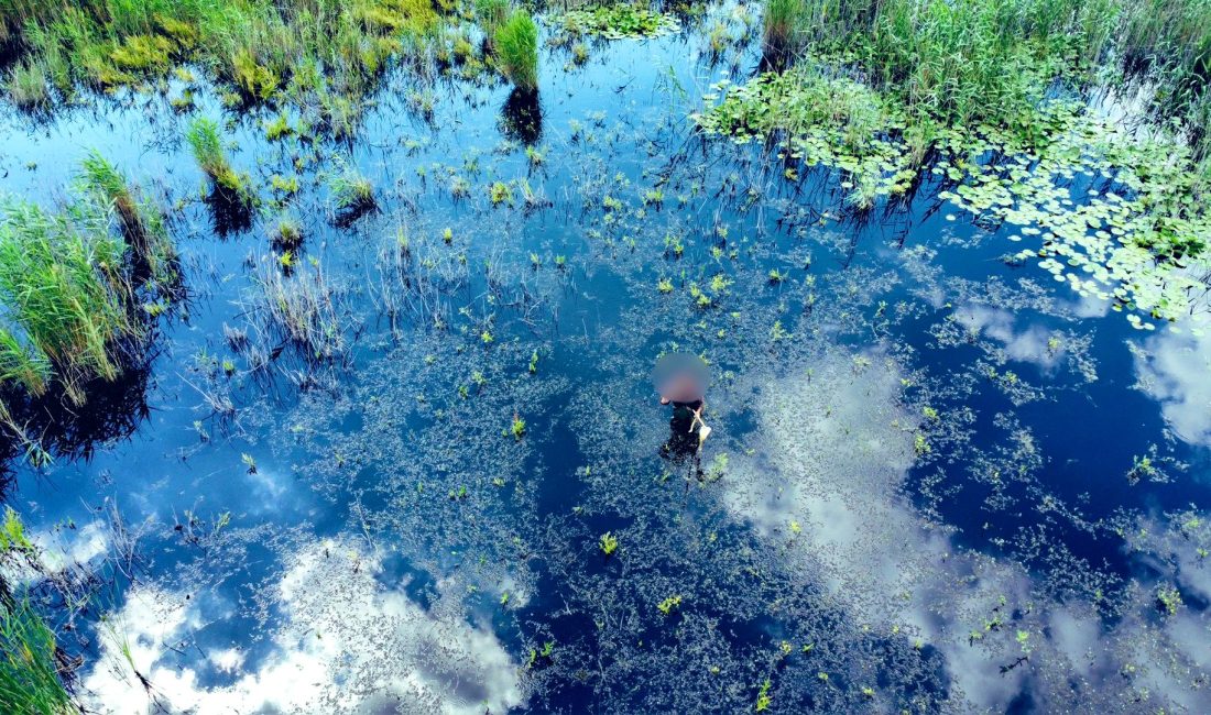 Bursa'da, sülük avlamak amacıyla Uluabat Gölü'ne giren ve sazlık alanda