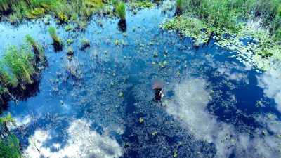 Bursa'da, sülük avlamak amacıyla Uluabat Gölü'ne giren ve sazlık alanda