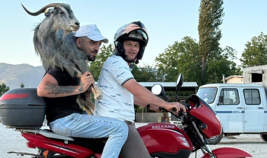 Bursa'nın Orhangazi ilçesinde kurulan hayvan pazarından kaçan bir keçi, motosiklet