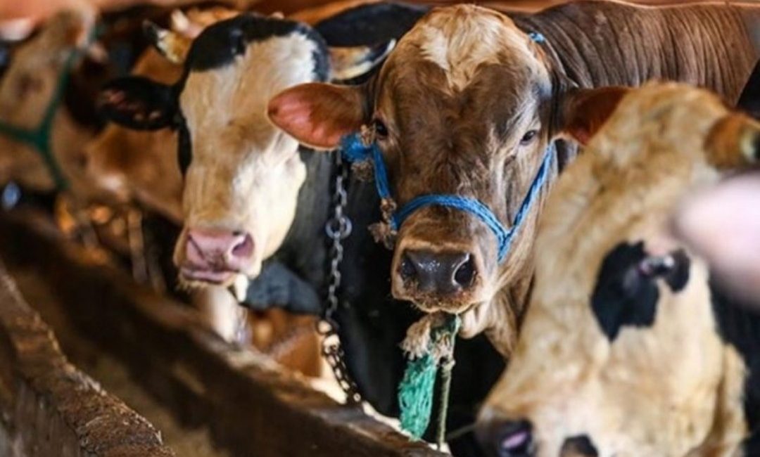 Kurban pazarında, 2025 hem satıcı hem alıcı için zor bir