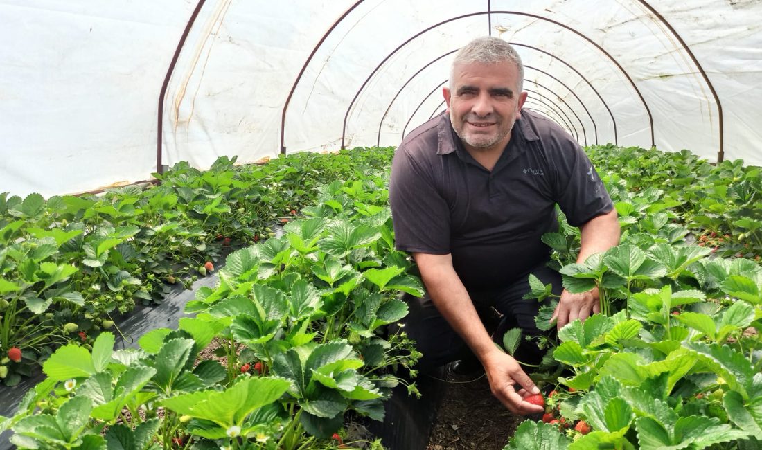 Bursa'nın bölgesinin en önemli çilek üretim merkezlerinden biri olan  Orhangazi