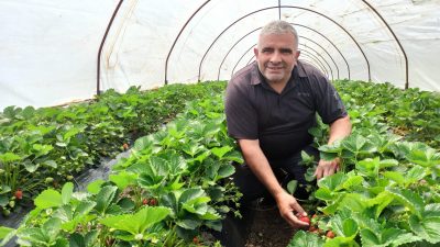 Bursa'nın bölgesinin en önemli çilek üretim merkezlerinden biri olan  Orhangazi