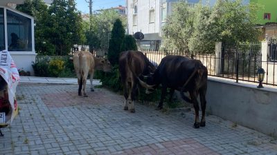 Bursa'nın Orhangazi ilçesinde başıboş bırakılan büyükbaş hayvanlar sokaklarda özgür bir