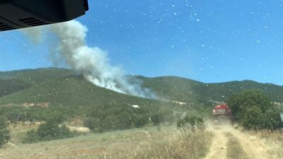 Bursa'nın Yenişehir ilçesine bağlı Selimiye Mahallesi'nde, bugün bir buğday tarlasında
