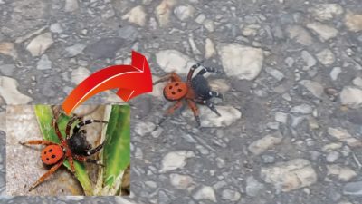 Orhangazi'de,  Türkiye'de nadir görülen  uğur böceğine benzerliğinden dolayı