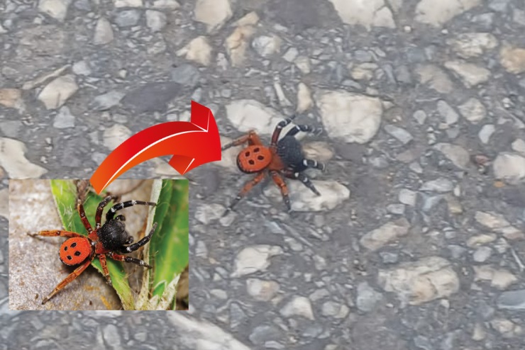 Orhangazi'de,  Türkiye'de nadir görülen  uğur böceğine benzerliğinden dolayı