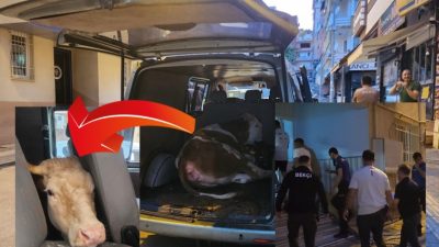 Yalova'da ineğini satmak istediği şahıslar tarafından dolandırdığını anlayan yaşlı adam,