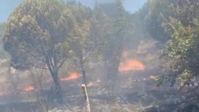 Bursa'nın Nilüfer ilçesine bağlı kırsal Çatalağıl Mahallesi yakınlarındaki ormanlık alanda