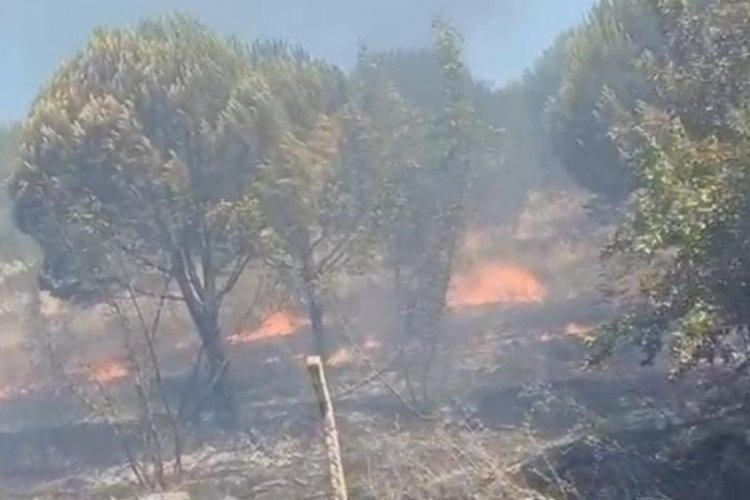 Bursa'nın Nilüfer ilçesine bağlı kırsal Çatalağıl Mahallesi yakınlarındaki ormanlık alanda