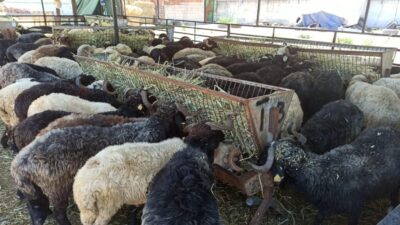  Bursa'nın Orhangazi ilçesinde Orhangazi İlçe Tarım ve Orman Müdürlüğü tarafından