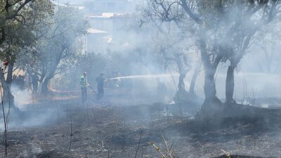 Bursa'nın Orhangazi ilçesinde şehir merkezinde bulunan bir zeytin tarlasında yangın