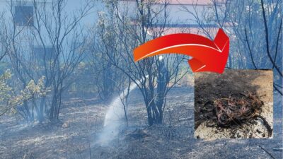 Orhangazi'de bugün öğle saatlerinde bir zeytin tarlasında çıkan zeytinlik yangını