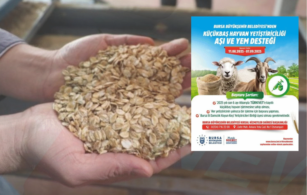 Bursa Büyükşehir Belediyesinin küçükbaş hayvan üreticilerine yönelik için aşı ve