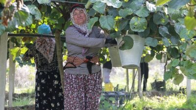 Bursa'nın Orhangazi ilçesinde kivi üreticileri, bu yıl nisan ayında yaşanan