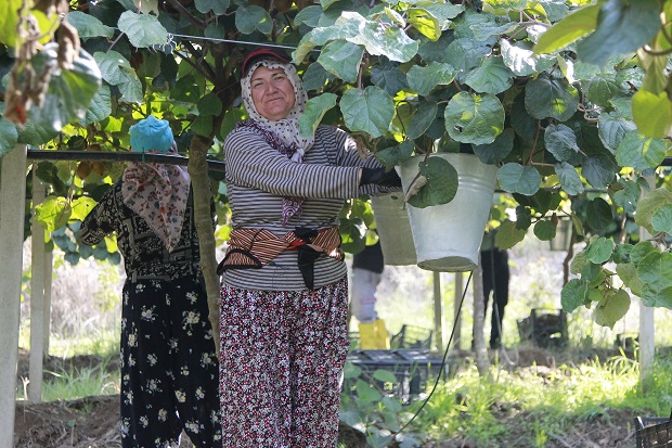 Bursa'nın Orhangazi ilçesinde kivi üreticileri, bu yıl nisan ayında yaşanan