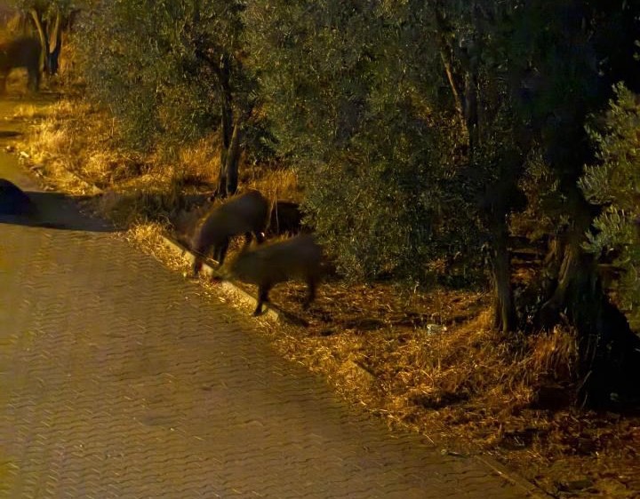 Bursa’nın Orhangazi ilçesinde yiyecek arayan domuzlar, yerleşim yerlerine kadar inmeye