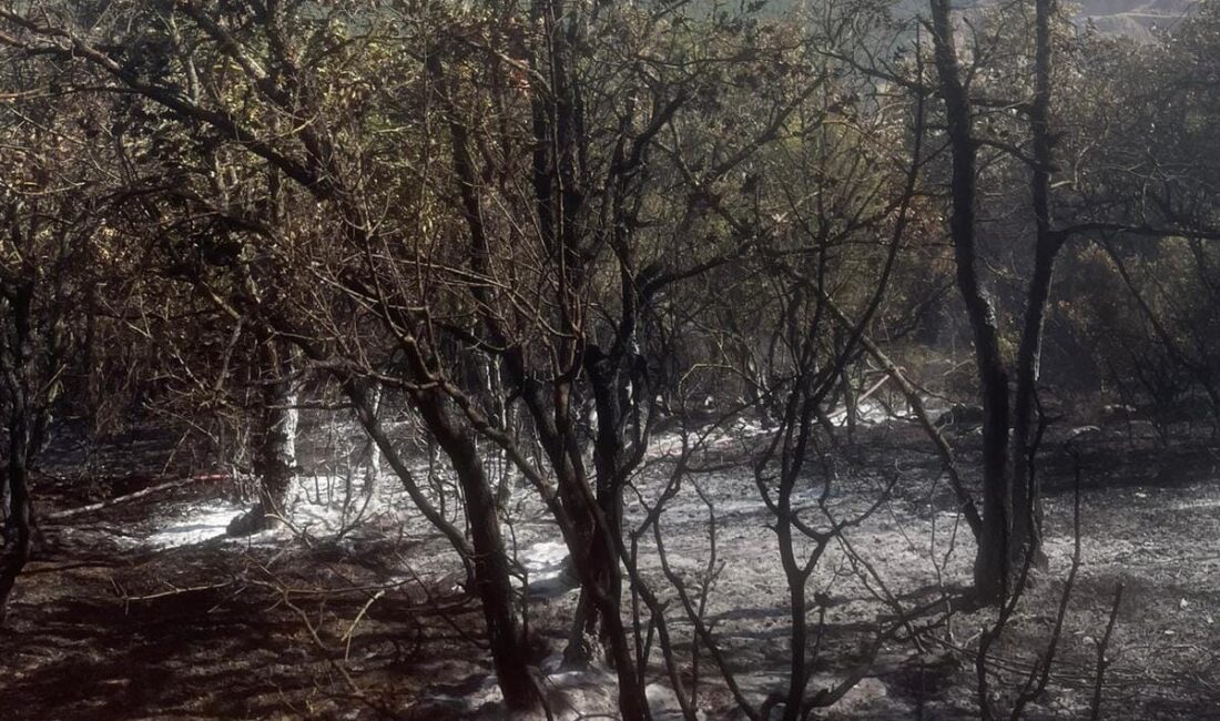 Bursa'nın İznik ilçesinde, geçtiğimiz hafta orman yangını çıkan bölgede bugün