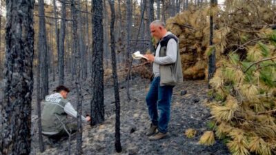 Bursa Orman Bölge Müdürlüğü, Orhaneli ve Harmancık ilçelerinde çıkan orman