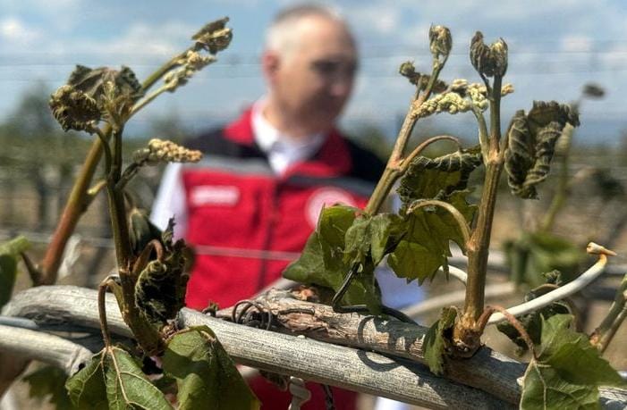 Nisan ayında Bursa2da yaşanan zirai don, bölgedeki çiftçileri olumsuz etkilemişti.