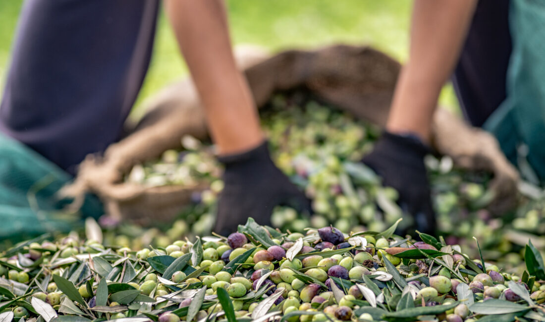 Türkiye, 2024/25 sezonunda sofralık zeytin ihracatında 255 milyon 310 bin