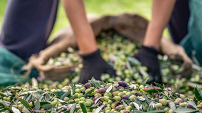 Türkiye, 2024/25 sezonunda sofralık zeytin ihracatında 255 milyon 310 bin