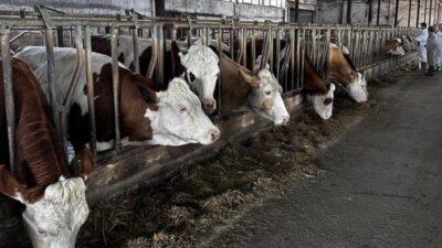 Bursa Kasaplar Odası Başkanı Muhsin Yıldız, kentte son dönemde etkili