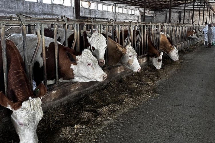 Bursa Kasaplar Odası Başkanı Muhsin Yıldız, kentte son dönemde etkili