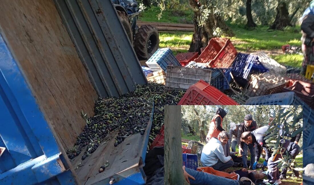 Bursa'nın Orhangazi ilçesinde meydana gelen trafik kazasında zeytin tarlası içinde