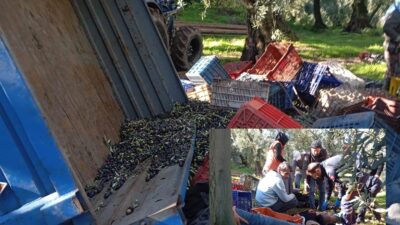 Bursa'nın Orhangazi ilçesinde meydana gelen trafik kazasında zeytin tarlası içinde