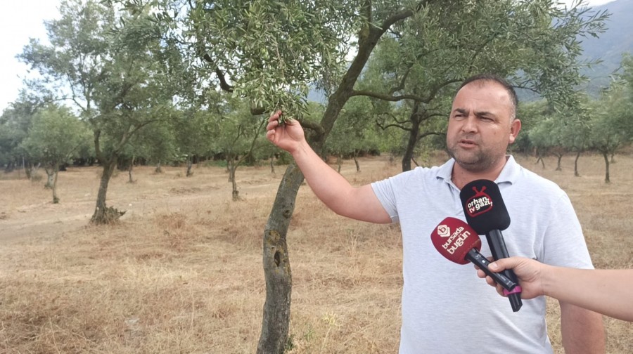 Hasadına bu günlerde başlanacak olan Bursa'nın en büyük tarımsal kaynağı