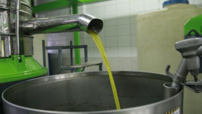 Türkiye’nin en kaliteli sofralık zeytinini üreten Bursa’da  zeytinyağı fabrikaları yeni hasat