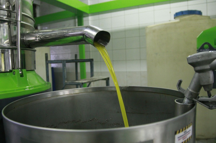 Türkiye’nin en kaliteli sofralık zeytinini üreten Bursa’da  zeytinyağı fabrikaları yeni hasat
