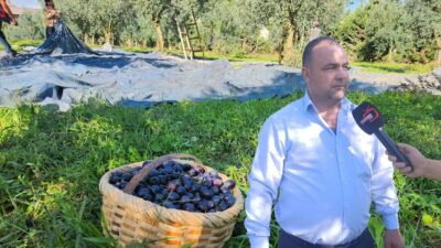 Türkiye’de sofralık olarak üretimin en fazla yapıldığı Bursa’da zeytin hasadı