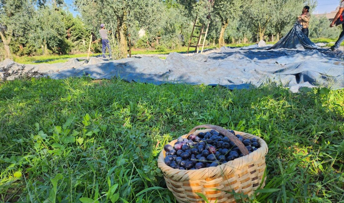Türkiye'nin en büyük zeytin alım satım ve işleme kurumlarından olan