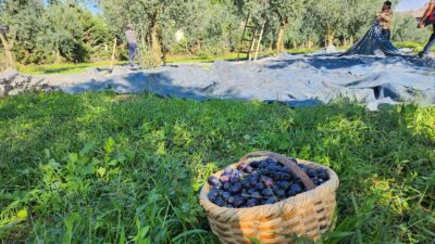 Türkiye'nin en büyük zeytin alım satım ve işleme kurumlarından olan