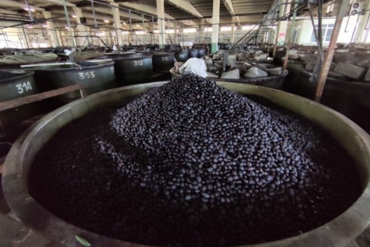 Türkiye'nin en büyük zeytin alım satım ve işleme kurumlarından olan