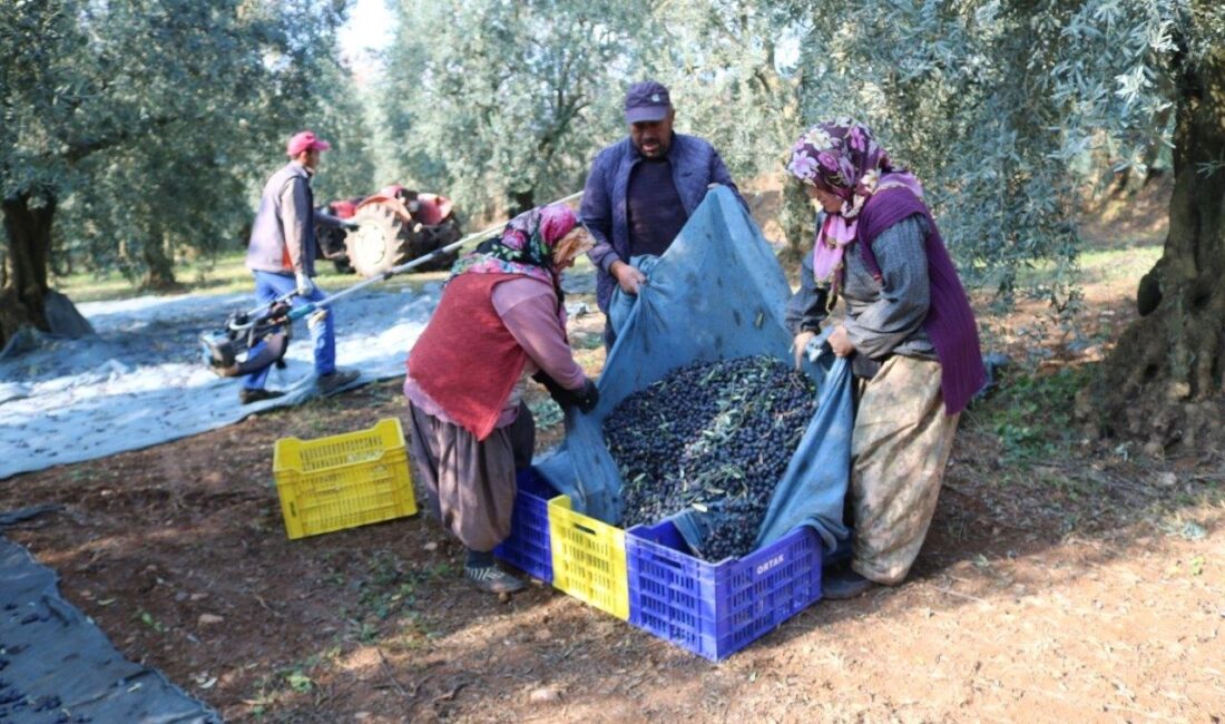 Ulusal Zeytin ve Zeytinyağı Konseyi, 2025-2026 sezonu rekolte tahminlerini açıkladı.